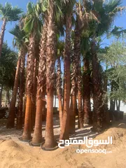  17 all garden work and all design available  in Abu Dhabi