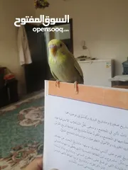  1 مطلوب طير ببغاء ضغير مثل فيشر او حب او روز بسعر مناسب في انحاء البقعة وعين الباشا  وام الدنانير