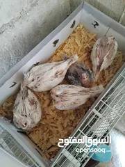  2 فراخ كوكتيل زق يدوي سحم الكفارات