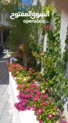  1 تنسيق وتصميم حدائق خبرة 20سنة