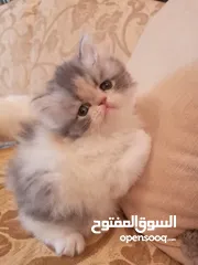  1 قطط للبيع بحاله جيده