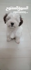  8 Maltese puppy