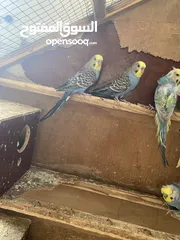  11 طيور حب للبيع مع الاقفاص