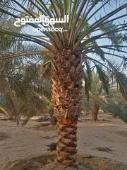  29 Date Palm Trees