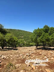  4 ارض مساحه 5 دونم  غابه و مجاوره للغابه من مالك مباشره