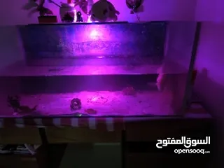  1 aquarium with fish  urgent sale