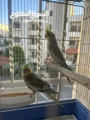  4 جوزين كوكتيل منهم وايت فيس شغالات فحل ايزابيل والطيرة كريمي جامبو وجوز ايزابيل