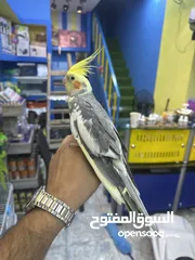  2 كوكتيل اليف
