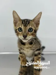  4 Pure Bengal kitten 2.5 months