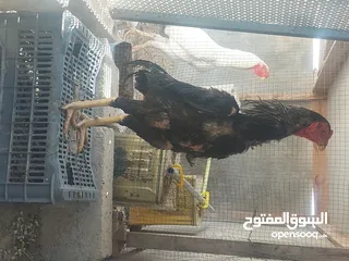  3 جاج للبيع براهما باكستاني بلدي لوهمان اربد
