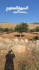  14 ارض زراعيه وتجاريه للبيع كفرنجه وعين البستان