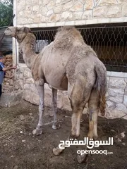  1 جمل ضحيه للبيع  ما شاء الله
