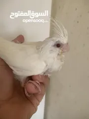  4 فراخ  كوكتيل و روز وحب إنجليزي