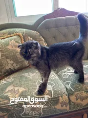  4 قط سكتش فولد بيور لتبني