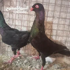  10 حمام للبيع