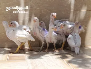  2 متاح صوص الماني لون ابيض نخب اول وصوص براهما بف بلاك نخب النخب