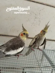  3 جوز كوكتيل للبيع
