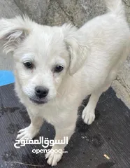  8 كلاب لولو فوكس اعمارهم 5 شهور لعوبين للبيع بسعر لقطه الكلبين  ،،،البيع بداعي السفر فقط ،،،