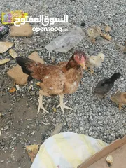  4 دجاج وديك باكستاني اصل
