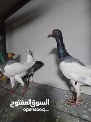  2 جواز يهودي نخب شغالات جاهزات للبيض مع فراخهن كوم كاما ماخذ جميع المطاعيم ومعقمات من الحشرات