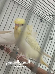  2 جوز هوغو رومو للبيع صحه ونظافه لجوز عين حمرا لذكر لون بسكوتي والانثى لون ابيض مع فرخ عمر شهر تقريبا