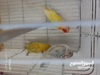  2 مخاليف فيشر اقرأ الوصف