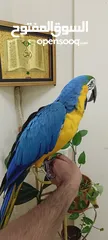  2 FULLY TAMED AND TALKING MACAW