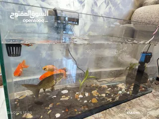  3 للبيع حوض سمك اوروبي فاخر  تفصيل أنيق وجودة عالية لعشاق التميز