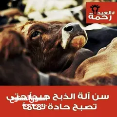  26 لحام متنقل ذبح أضاحي خاروف عجل بلدي جمل غنم بلدي روماني برزيلي كولمبي اسباني خروف بلدي جزار متنقل