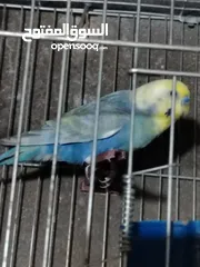  8 طيور حب رينبو وهوقو رومو للبيع