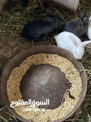  1 أرانب مخاليف للبيع إعمار مختلفة