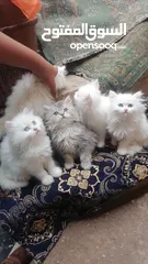  10 5 قطط شيرازي كيوت اناث وذكور