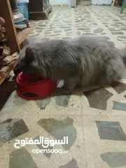  3 قطه انثى سكوتش فولد العمر سنه