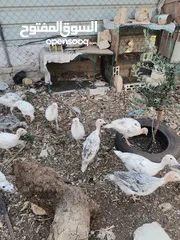  8 دجاح رومي حبش