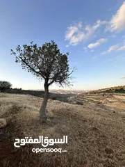  2 ارض بالعالوك مساحة 3 دونم و 400 متر في اجمل مناطق المحمر  للمهتمين : الاتصال على الارقام يلي بالوصف