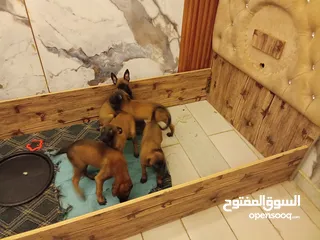  4 كلاب بالجيم مالينو