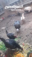  1 دجاج بلدي للبيع العدد 5 وحشتيني وحده هولنديه  ووحده بلديه