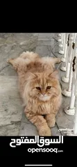  2 قط شيرازي للتزاوج " Persian cat for mating