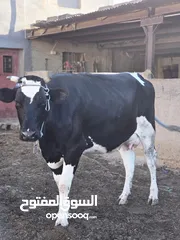  7 اضحية للبيع عمر سنتين ونص بطن واحد فيها 250 لحم صافي