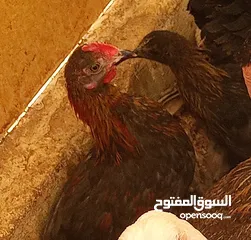  2 فرخات وديك وصيصان بلدي للبيع