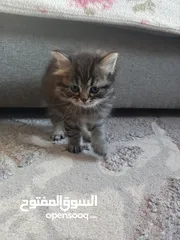  5 قط سكوتش وأنثى هملايا