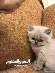  3 قطة انثى عمر شهر ونص