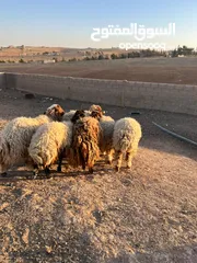  5 7 قراقير اوزان من 55 ل 65