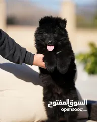  8 اناثي جيرمن بلاك شو لاين لونج هير مستوى عالي جدآ   العمر :- 50 يوم