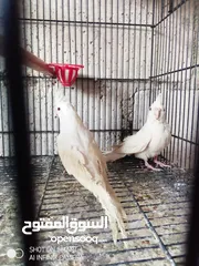  3 مخلفين كوكتيل البينو + جوز فنقز مكس جامبو اهلي فراخ اقراء الوصف