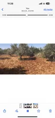  11 أرض للبيع جميلة ومليئة بأشجار الزيتون