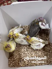  5 افراخ كوكتيل زق