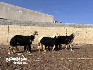  3 غنم نجدي بيوري (اقراء الوصف )