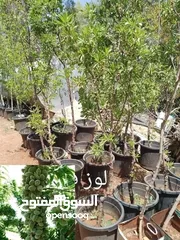  28 مختص في قص و تقنيب الاشجار زيتون او لوزيات او حمضيات او اشجار زينه #وتطعيم_جميع_الأشجار  هاتف