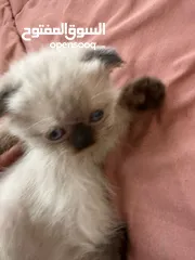  2 قطط هملايه شوكلت للبيع